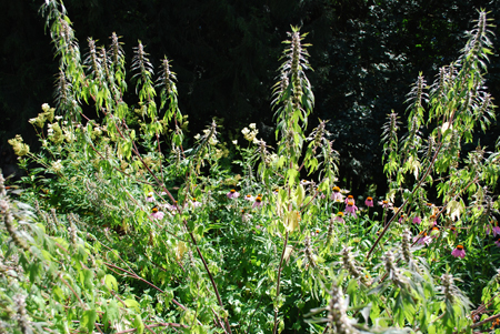 معرفی و راهنمای پرورش گیاهان زینتی آپارتمانی - دم شیر